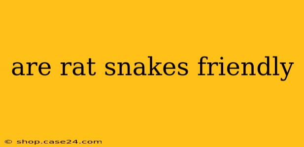 are rat snakes friendly