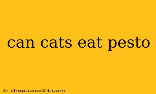 can cats eat pesto