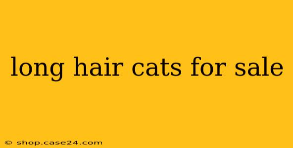 long hair cats for sale