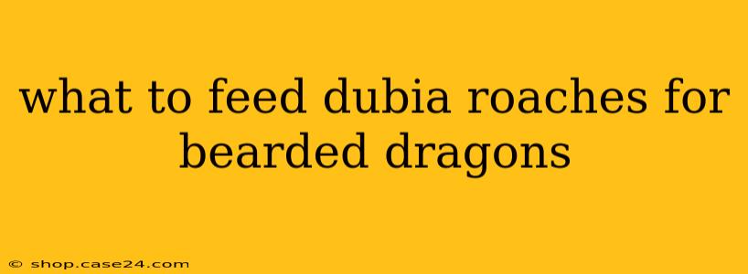 what to feed dubia roaches for bearded dragons